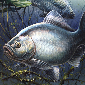 Серебряный карась...