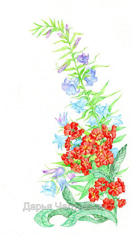 Примула и колокольчики