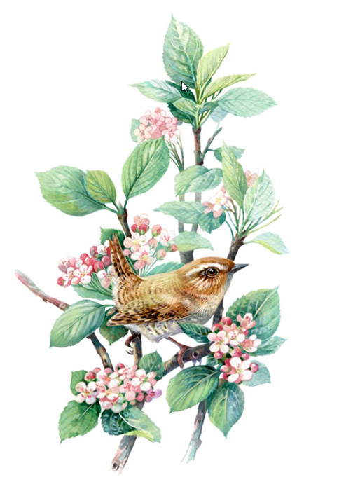 Крапивник на цветущей черноплодке