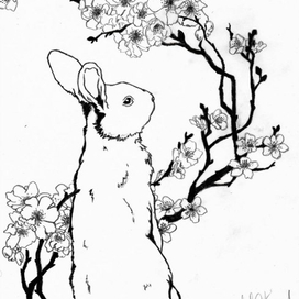 rabbit 