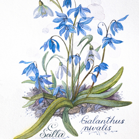 «Подснежник и пролеска сибирская»