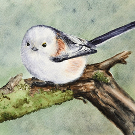 Длиннохвостая синица