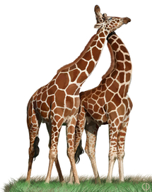 Иллюстрация для книги Брема «Жизнь животных» «Жирафы»