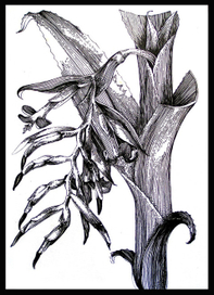 Методическое пособие к комплекту наглядных пособий по биологии "Растение и окружающая среда"