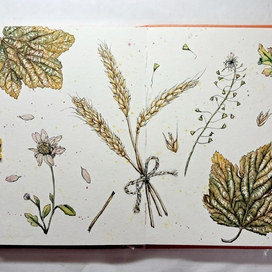 Акварельный скетчинг. Botanical art.