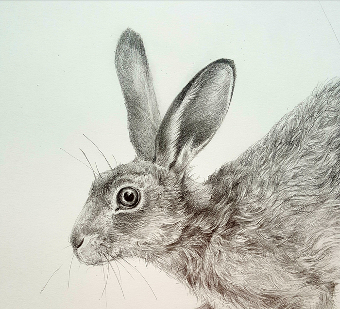 Фрагмент. Заяц