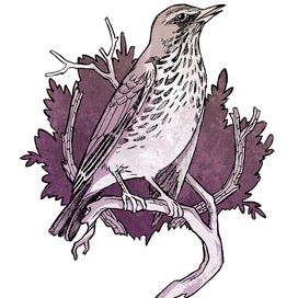 Дрозд-рябинник