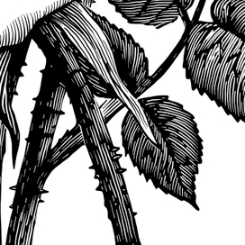 Rose (detail). Adobe Ideas(.ai), iPad, Wacom creative stylus