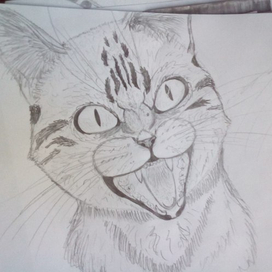 Разъяренная кошка