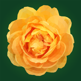 Желтая роза