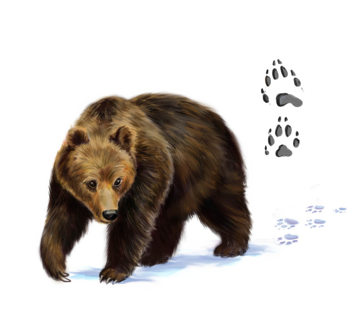 Медвежьи следы