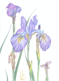 Iris