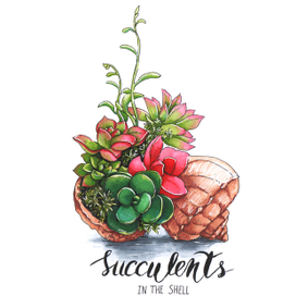 Суккуленты в рапане