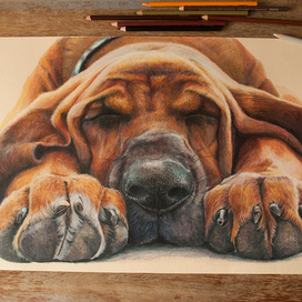 Сладкий сон собакина.