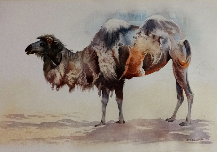 ,,Трудно быть...верблюдом,,