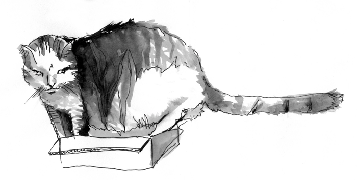 Котик в коробочке-3