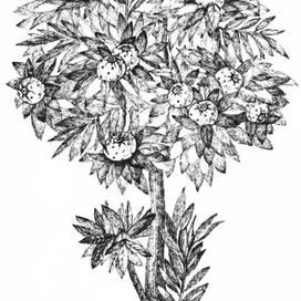 Апельсиновое дерево