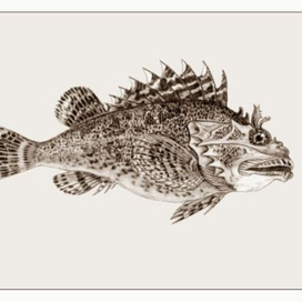 Scorpaena porcus