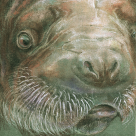 Моржик. Сухая пастель, A5