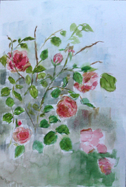 Чайная роза