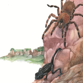 Черная галечная жаба. 