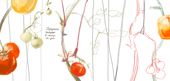 Подвязанные помидоры в теплице