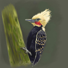 Желтоголовый дятел