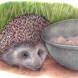 Заманчивая миска