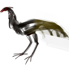 бойцовый  петух