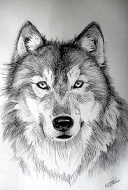 Волк