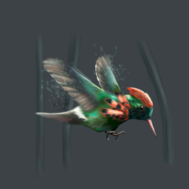 Хохлатый колибри (иллюстрации птиц)