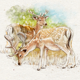 Животные "Олени"