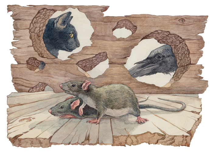 Серые и зубастые