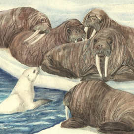 "Белый котик"