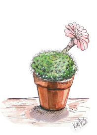 Кактусы тоже цветут