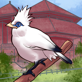 Балийский скворец