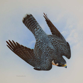 Атакующий сапсан.