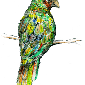 Тропическая птица 