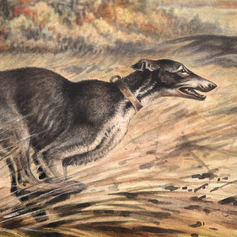 Борзые собаки. Хортая борзая.