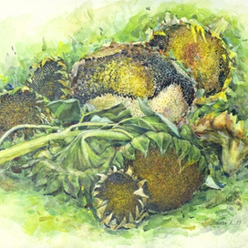 Подсолнухи