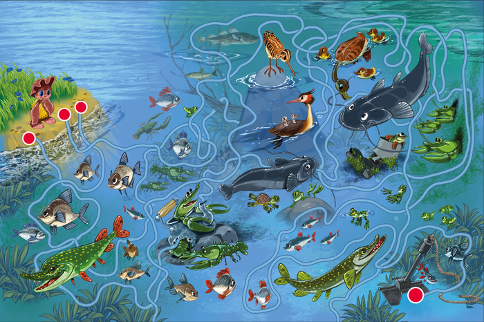 мистер Ракушка