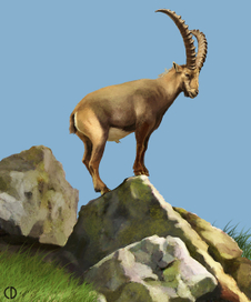Иллюстрация для книги Брема «Жизнь животных» «Горный козел»