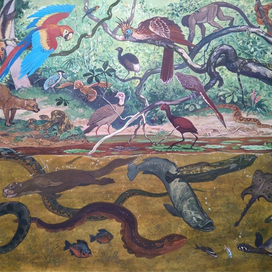 илл. из книги "На поиски животных" (Амазония)