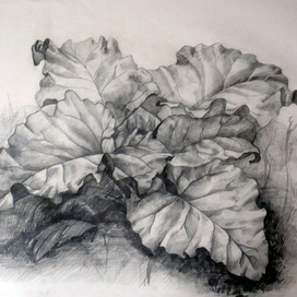 Пленэрный лопушок 