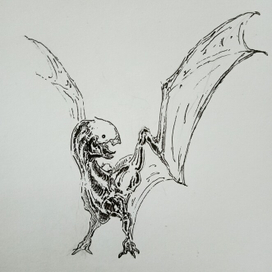 Руконогий ногокрыл