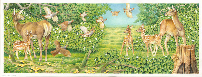 Иллюстрации к книге "Бемби"