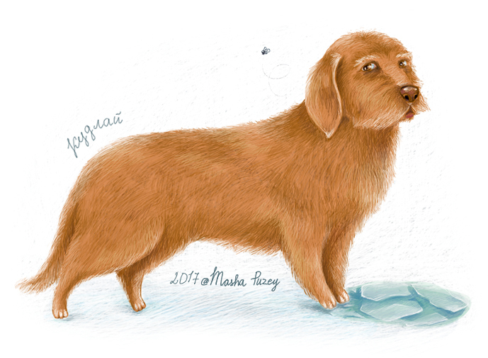 Кудлай дворовый пес