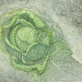 Савойская капуста
