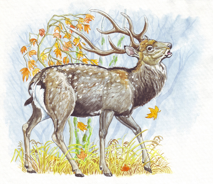 Мужественный визгун.