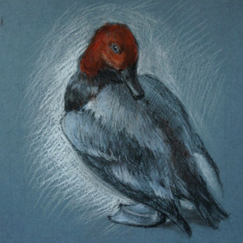 Зарисовка чучела птицы. Учебный рисунок. 2019г. 